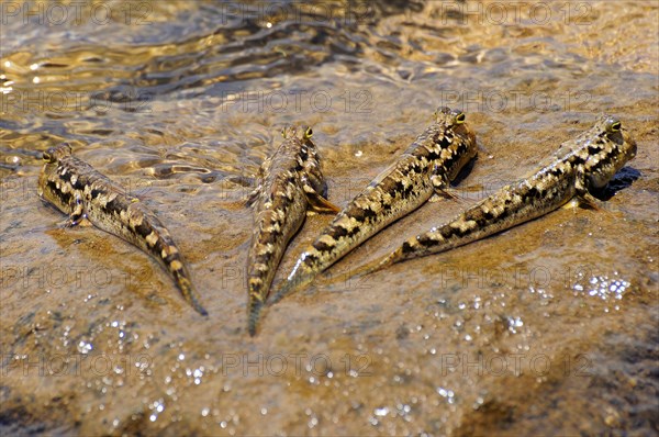 Four Barred Mudskippers (Periophthalmus argentilineatus) on a rock