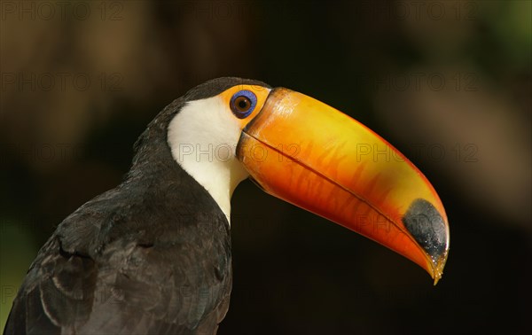 Toco toucan (Ramphastos toco)