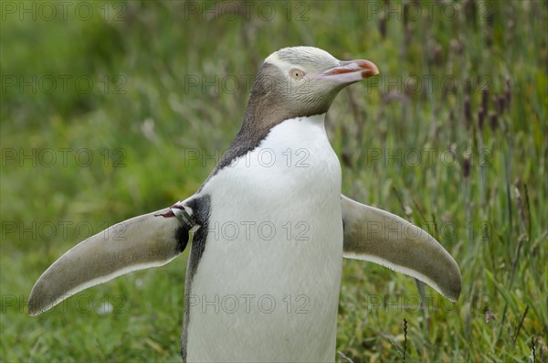 Yellow-eyed Penguin (Megadyptes antipodes)