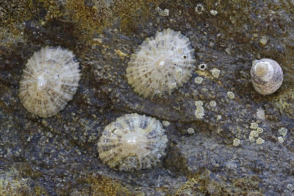 Common Limpets (Patella vulgata)