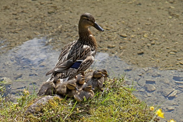 Duck with ducklings at Gruner See or Green Lake