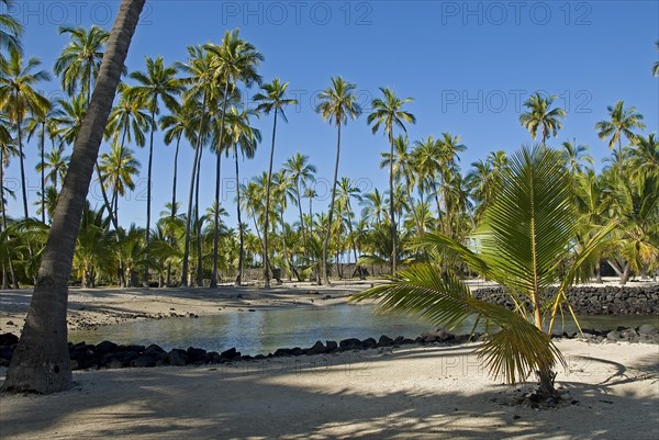 Palm grove