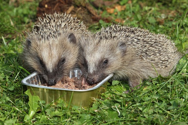 Hedgehog (Erinaceus europaeus)