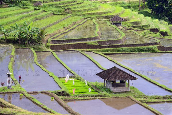 The famous rice terraces of Jatiluwih
