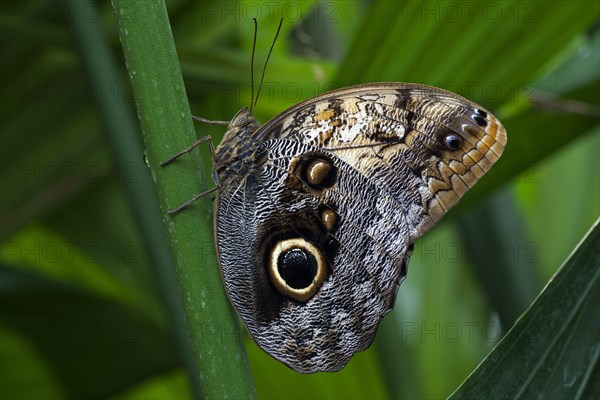 Forest Giant Owl butterfly (Caligo eurilochus)