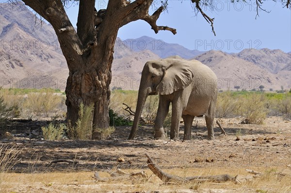 Rare Namibian Desert Elephant (Loxodonta africana)