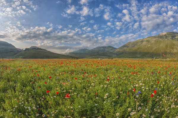 Blooming meadow