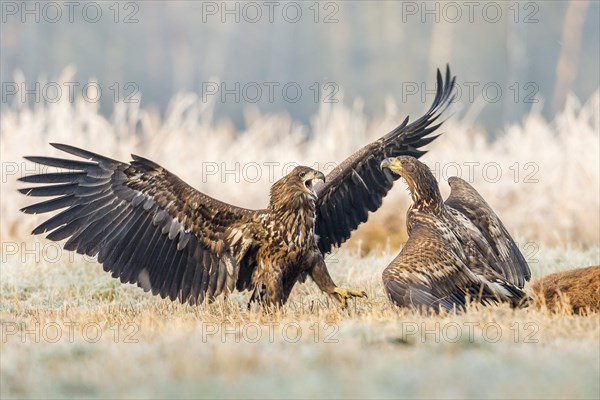 Two young eagles (Haliaeetus albicilla)