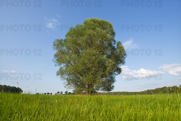 Solitary crack willow (Salix fragilis)