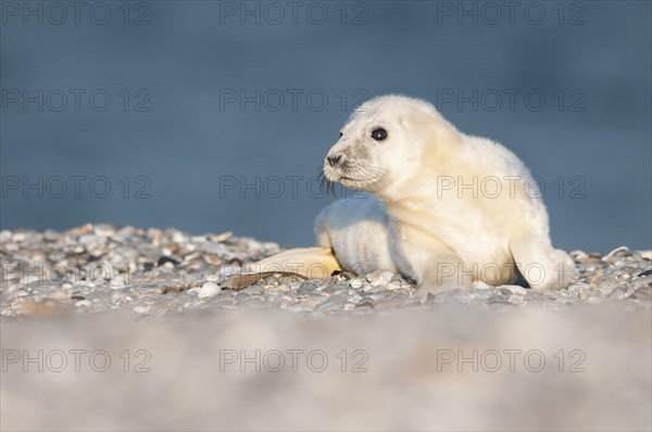 Grey seal (Halichoerus grypus)