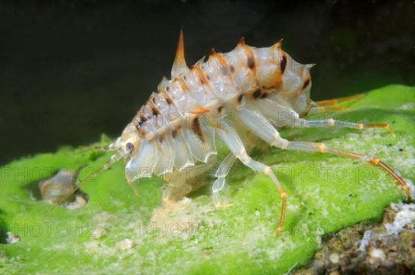 Acanthogammarus (Acanthogammarus lappaceus)