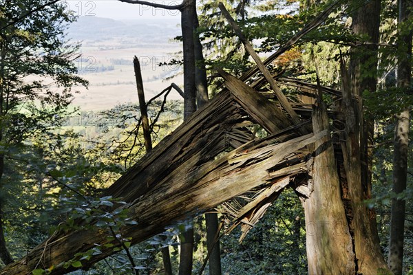 Torn tree trunk