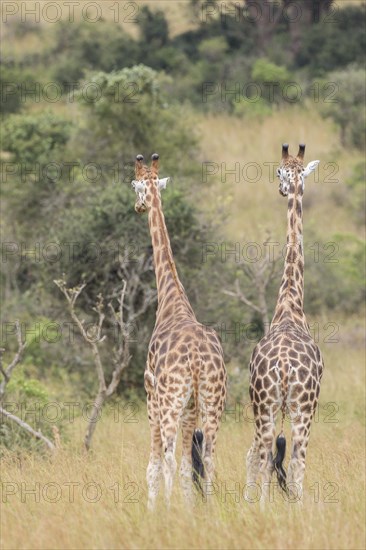 Rothschild's Giraffes (Giraffa camelopardalis rothschildi)