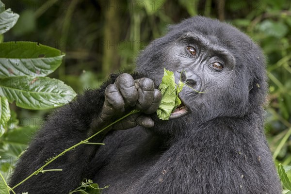 Mountain Gorilla (Gorilla beringei beringei) of the Nkuringo group