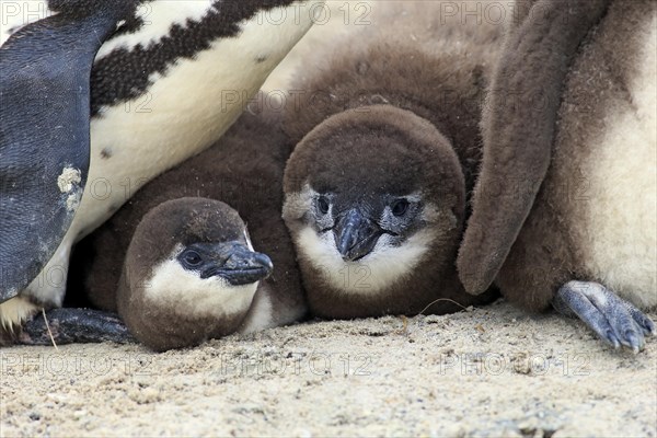 African Penguin (Spheniscus demersus)