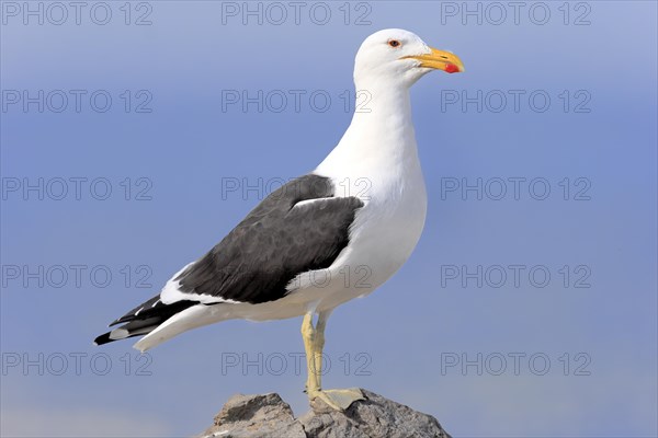 Kelp Gull (Larus dominicanus)