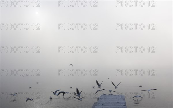 Gulls at the wooden jetty in the morning fog