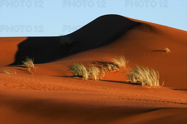 Sand dune covered with tufts of grass