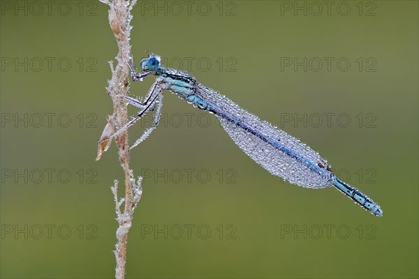 White-legged damselfly (Platycnemis pennipes)