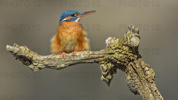 Kingfisher (Alcedo atthis)