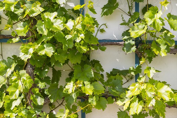 Vine growing on a trellis