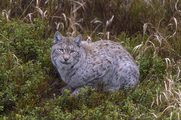 Eurasian lynx (Lynx lynx)