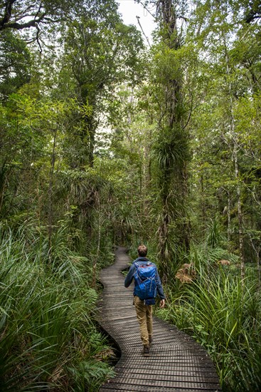 Young man on hiking trail in Kauri Forest