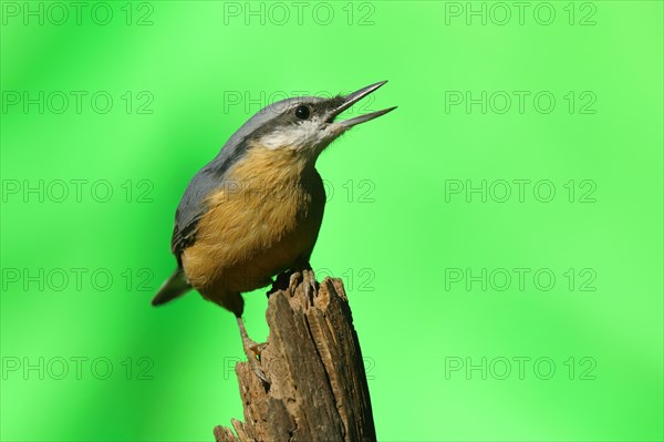 Eurasian nuthatch (Sitta europaea)