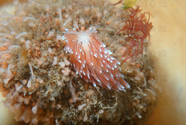 Aeolid Nudibranch (Cuthona nana)