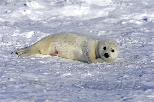 Harp Seal or Saddleback Seal (Pagophilus groenlandicus