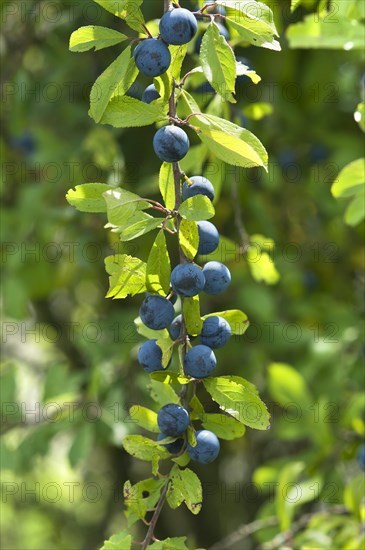 Ripe sloes (Prunus spinosa) on branch