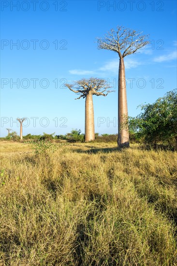 Avenue of the Baobabs