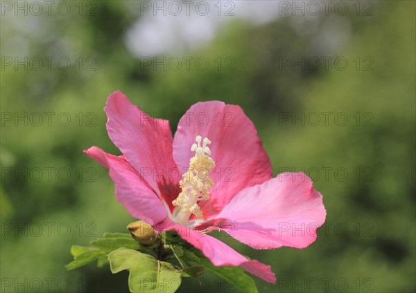 Rose mallow (Hibiscus syriacus)