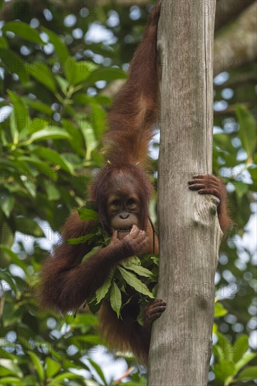 Bornean Orangutan (Pongo pygmaeus)