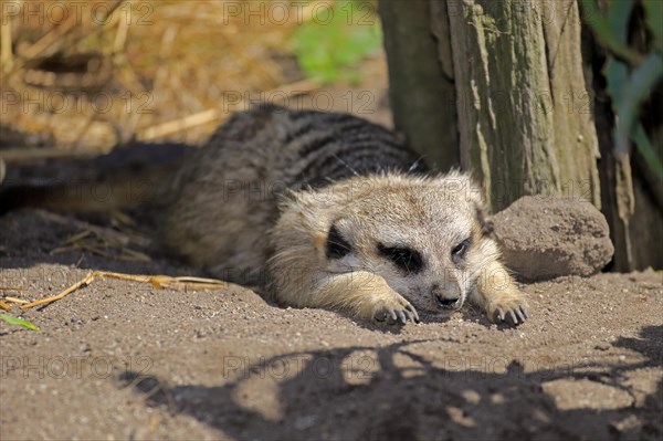 Meerkat (Suricata suricatta)