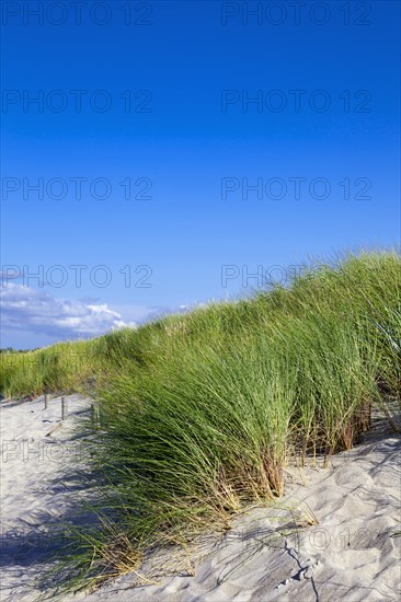 Beach grass (Ammophila arenaria)