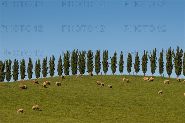 Sheep grazing beyond a cypress treeline