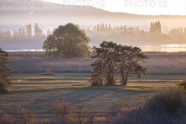 Evening light in autumn at Wollmatinger Ried on Lake Constance between the island of Reichenau and Konstanz