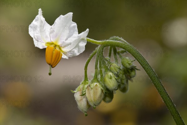 Potato flower (Solanum tuberosum)