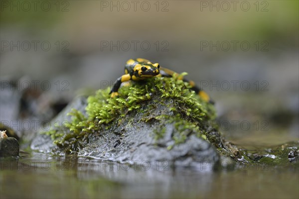 Barred Fire Salamander (Salamandra salamandra ssp. Terrestris) on a moss-covered stone in Stolberg