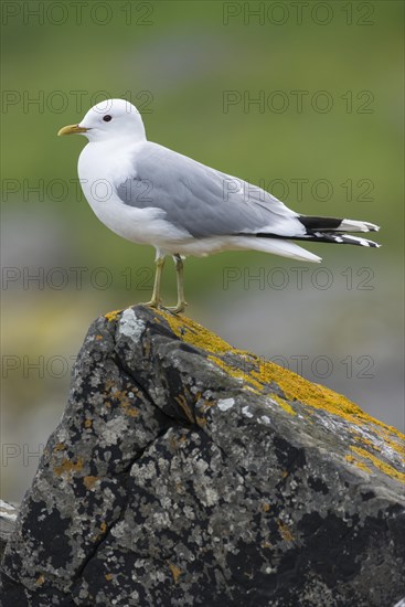 Black-legged kittiwake (Rissa tridactyla)