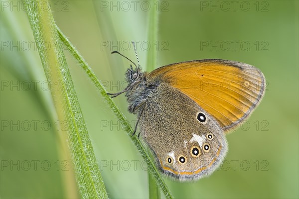 Large Heath (Coenonympha tullia)