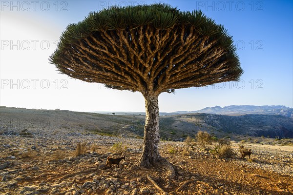 Socotra Dragon Tree or Dragon Blood Tree (Dracaena cinnabari)