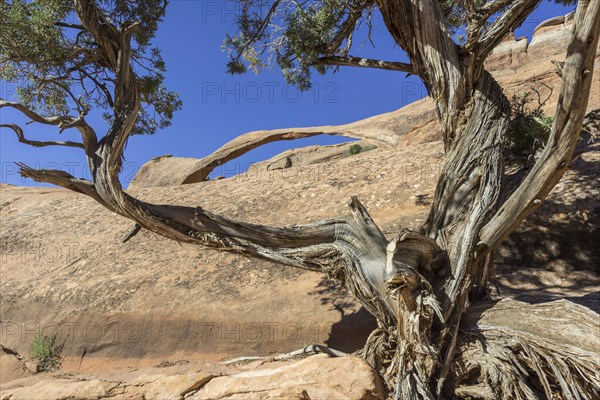 Landscape Arch