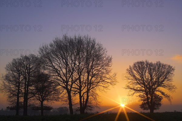 Tree silhouettes at sunrise with sunbeams