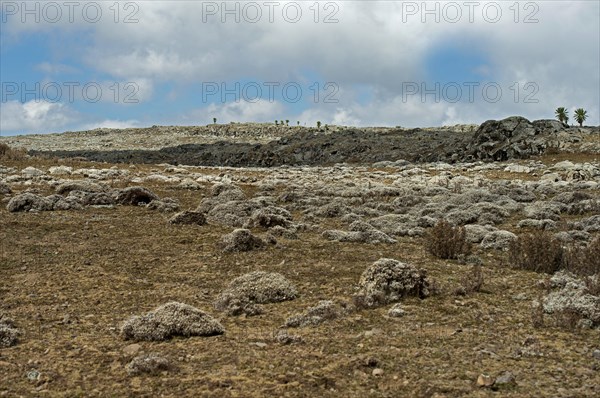 Afroalpine plateau with cushions of Cape Gold (Helichrysum splendidum)