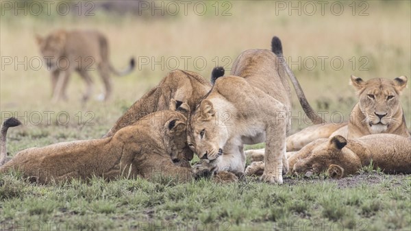 Lions (Panthera leo)