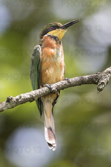 Cinnamon-chested Bee-eater (Merops oreobates)