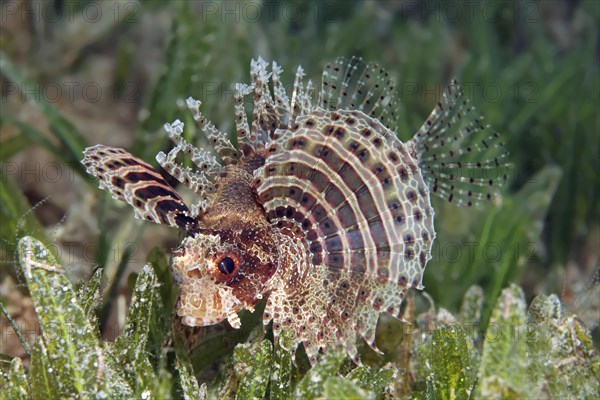 Dwarf Lionfish (Dendrochirus brachypterus) on a seagrass meadow