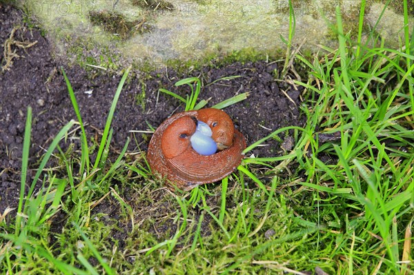 Spanish Slugs (Arion vulgaris)